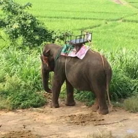 为什么不应该去泰国骑大象