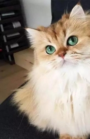 全球最美的29只猫咪 一生极难一见