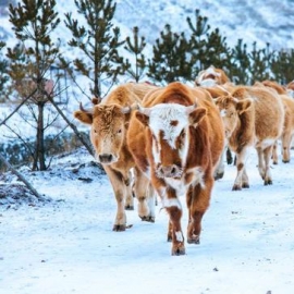 华北最美冬季来了 东北童话小镇初雪美到极致