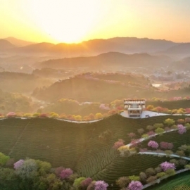 比日本大5倍的万亩樱花 就在国内美